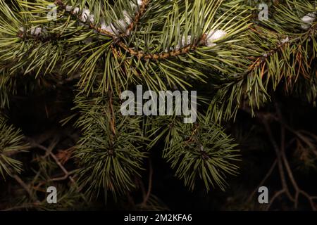 Spruce fir winter greenery background border for Christmas & New Year.  Minimalist composition on white. Top view, flat lay, copy space Stock Photo  - Alamy