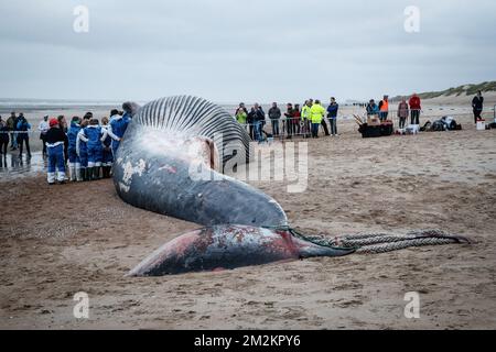 Illustration picture shows the cadaver of a large fin whale that has stranded on the beach in De Haan, Thursday 25 October 2018. Researchers will study the remains. BELGA PHOTO KURT DESPLENTER Stock Photo