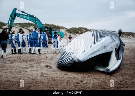 Illustration picture shows the cadaver of a large fin whale that has stranded on the beach in De Haan, Thursday 25 October 2018. Researchers will study the remains. BELGA PHOTO KURT DESPLENTER Stock Photo