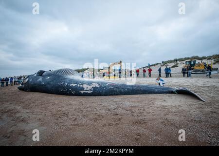 Illustration picture shows the cadaver of a large fin whale that has stranded on the beach in De Haan, Thursday 25 October 2018. Researchers will study the remains. BELGA PHOTO KURT DESPLENTER Stock Photo