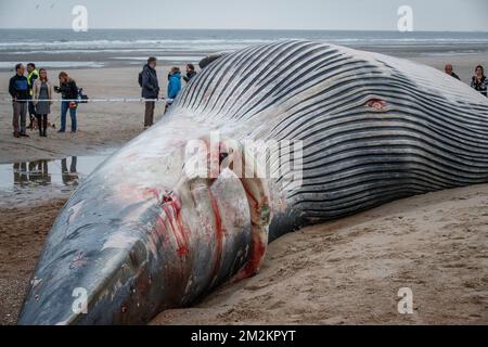 Illustration picture shows the cadaver of a large fin whale that has stranded on the beach in De Haan, Thursday 25 October 2018. Researchers will study the remains. BELGA PHOTO KURT DESPLENTER Stock Photo