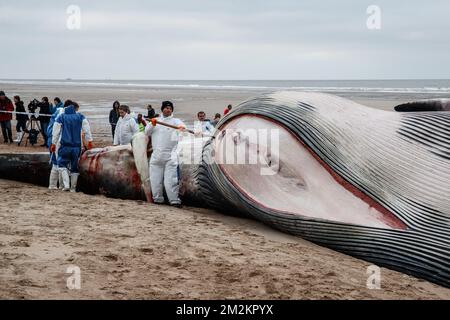 Illustration picture shows the cadaver of a large fin whale that has stranded on the beach in De Haan, Thursday 25 October 2018. Researchers will study the remains. BELGA PHOTO KURT DESPLENTER  Stock Photo