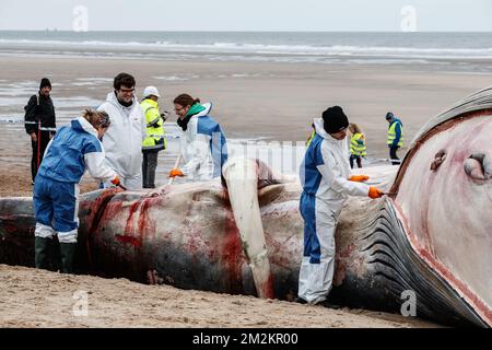 Illustration picture shows the cadaver of a large fin whale that has stranded on the beach in De Haan, Thursday 25 October 2018. Researchers will study the remains. BELGA PHOTO KURT DESPLENTER  Stock Photo