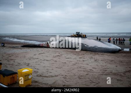 Illustration picture shows the cadaver of a large fin whale that has stranded on the beach in De Haan, Thursday 25 October 2018. Researchers will study the remains. BELGA PHOTO KURT DESPLENTER  Stock Photo