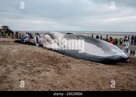 Illustration picture shows the cadaver of a large fin whale that has stranded on the beach in De Haan, Thursday 25 October 2018. Researchers will study the remains. BELGA PHOTO KURT DESPLENTER  Stock Photo