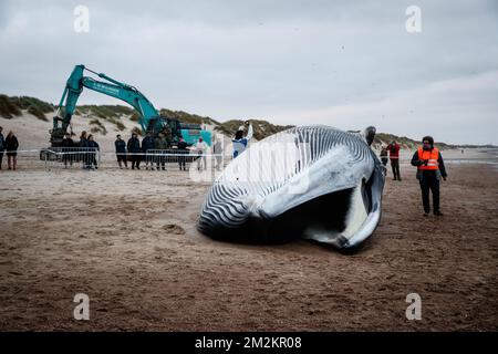 Illustration picture shows the cadaver of a large fin whale that has stranded on the beach in De Haan, Thursday 25 October 2018. Researchers will study the remains. BELGA PHOTO KURT DESPLENTER  Stock Photo