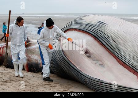 Illustration picture shows the cadaver of a large fin whale that has stranded on the beach in De Haan, Thursday 25 October 2018. Researchers will study the remains.  BELGA PHOTO KURT DESPLENTER Stock Photo