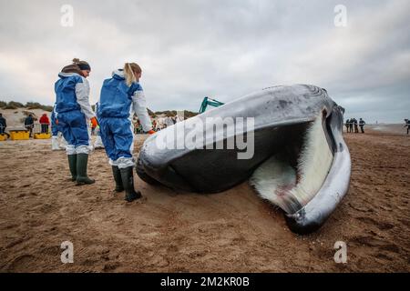 Illustration picture shows the cadaver of a large fin whale that has stranded on the beach in De Haan, Thursday 25 October 2018. Researchers will study the remains.  BELGA PHOTO KURT DESPLENTER Stock Photo