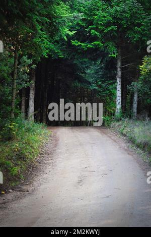 Small path in the pine forest Stock Photo