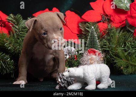 Little cute American Bully puppy sitting next to Christmas tree branches decorated with red poinsettia flowers snowflakes, cones. Christmas and New Ye Stock Photo