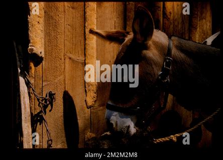 Donkey, Knott's Berry Farm , Amusement parks, Donkeys. Edmund L. Mitchell Collection Stock Photo