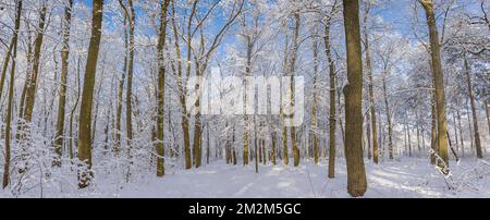 Oak trees covered with snow on frosty morning landscape. Amazing winter nature panorama. Bright colorful sunrise over wintry park, fantastic scenic Stock Photo
