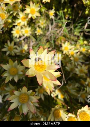 A vertical selective focus shot of yellow Conebushes flower in the garden Stock Photo