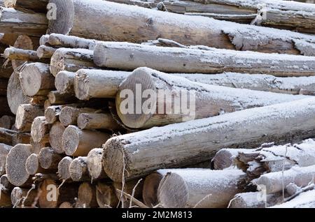 Pile of snow covered felled tree trunks at a logging site in the rural countryside during winter Stock Photo