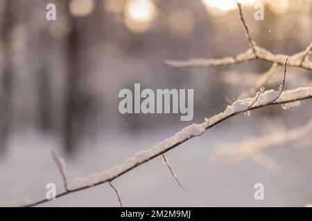 Frosty blurred winter landscape in snowy forest. Christmas background with trees and blurred background of winter. Artistic nature closeup, cold tones Stock Photo