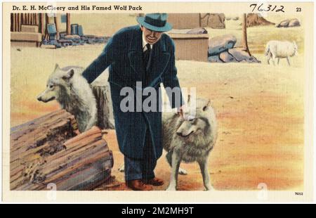 Dr. E. H. McCleery and his famed Wolf pack , Tichnor Brothers Collection, postcards of the United States Stock Photo