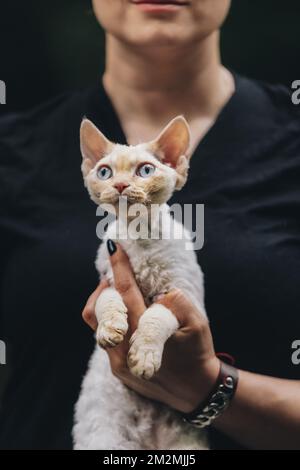Obedient Devon Rex Cat With White Fur Color Sitting On Hands. Curious Playful Funny Cute Beautiful Devon Rex Cat. Cats Portrait. Blue Eyes. Amazing Stock Photo