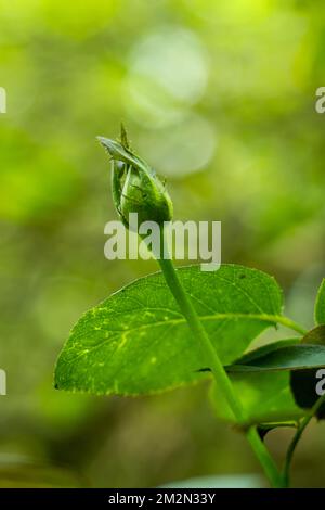 A rosebud is a young rose whose petals have not yet opened out fully. Rose flowers, especially buds, contain a high concentration of vitamin C in fres Stock Photo