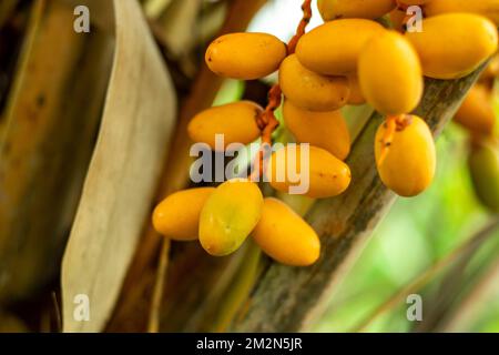 Dates are the delicious fruit grown from the date palm Phoenix dactylifera Date palms are native to the Persian Gulf area of the Middle East. Dates ar Stock Photo