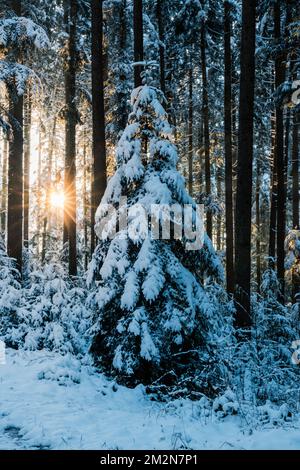 winter sun shining into deep frozen forest in Emmental Stock Photo