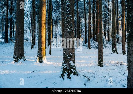 winter sun shining into deep frozen forest in Emmental Stock Photo