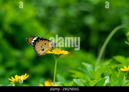 Some butterfly wings look like leaves, flowers, or tree bark. this is a great scenario that A beautiful colorful butterfly sitting on a wildflower and Stock Photo