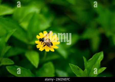 The bee sitting on a wild grass flower and eating honey. Bees pollinate our crops and make it possible to live in a world with honey. Invite them into Stock Photo