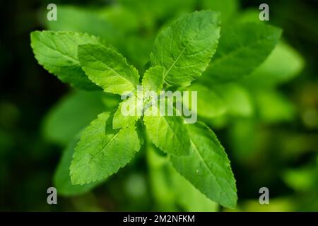 Holy basil leaf Asia green basil tree and flower nature