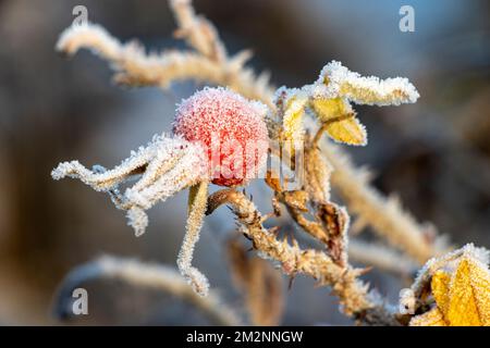 Hoar Ice covers the hip of a Japanese Rose. These seed capsules are edible and form a vital source of vitamin C rich food in winter for wildlife Stock Photo