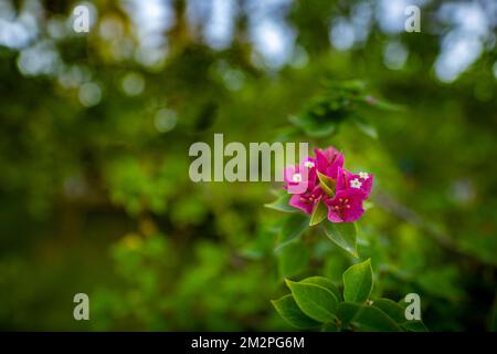 Blooming pink Bougainvillea flower branch isolated from deep green tropical nature background. Jungle forest closeup, pink flowers with green natural Stock Photo