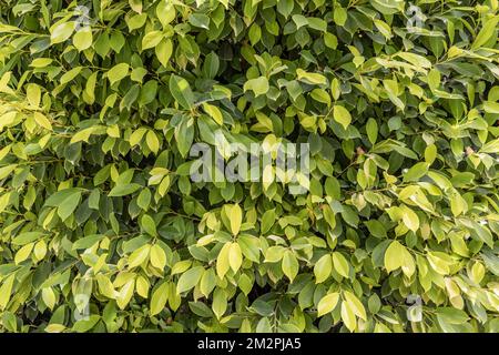 Green leaves pattern background, Natural background, wallpaper. Peaceful ecology natural green leaves texture. Nature outdoor closeup, tiny bush leaf Stock Photo