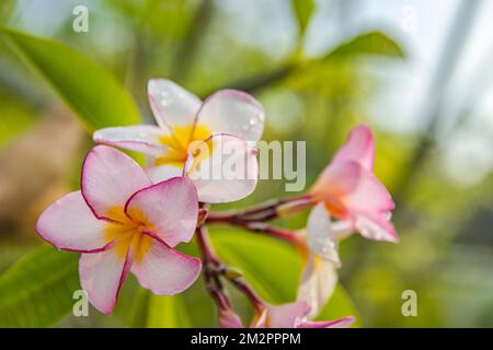 Exotic colorful flower on bright blurred tropical foliage nature background. Romantic love floral pattern, jungle park garden background. Tropics Stock Photo
