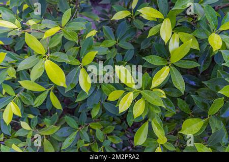 Green leaves pattern background, Natural background, wallpaper. Peaceful ecology natural green leaves texture. Nature outdoor closeup, tiny bush leaf Stock Photo