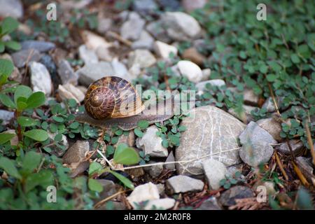 Giant land snails Stock Photo