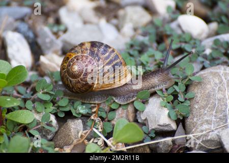 Giant land snails Stock Photo