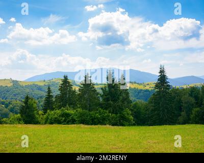 coniferous forest on the hill. green summer nature scenery in carpathian mountains. sunny weather with clouds above the distant ridge Stock Photo