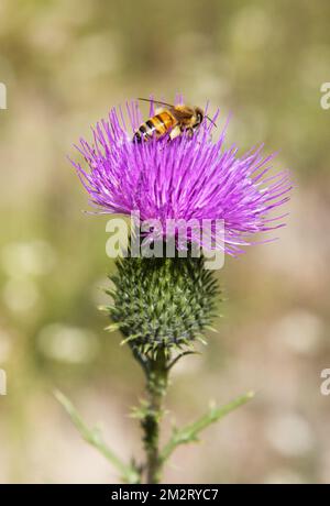 bee on thistle Stock Photo