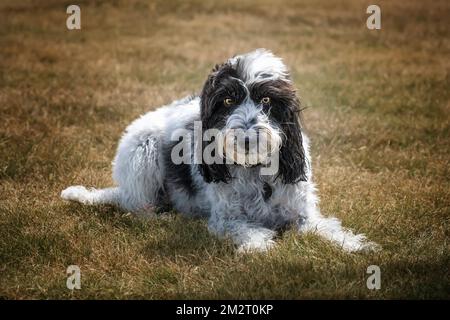 Black and White Cockapoo laying down and looking towards the camera in a field Stock Photo