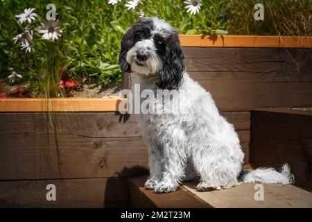 Black and White Cockapoo sitting down in her garden with a head tilt looking directly at the camera Stock Photo