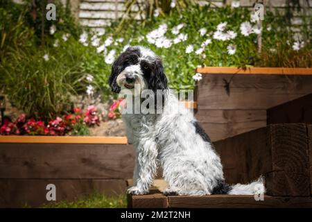 Black and White Cockapoo sitting down in her garden with a head tilt looking directly at the camera Stock Photo