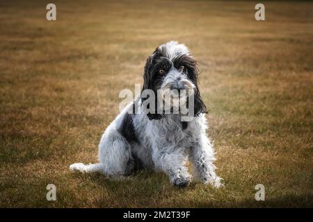 Black and White Cockapoo sitting in a field looking at the camera Stock Photo