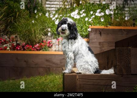 Black and White Cockapoo sitting down in her garden with a head tilt looking directly at the camera Stock Photo