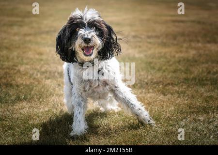 Black and White Cockapoo playing in a field and looking directly at the camera Stock Photo