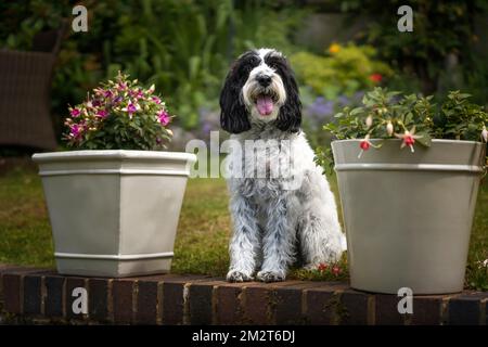 Black and White Cockapoo sitting down in her garden looking directly at the camera Stock Photo
