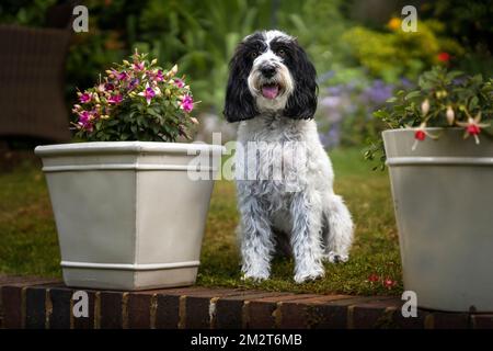 Black and White Cockapoo sitting down in her garden looking directly at the camera Stock Photo