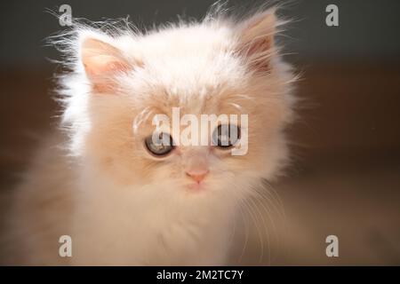 close up one lovely British shorthair white cream baby kitten under sunshine. Looking at camera Stock Photo