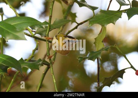 Common Firecrest (Regulus ignicapilla) foraging in a holly bush in the shade of a forest during autumn. Bergisches Land, Germany. Stock Photo