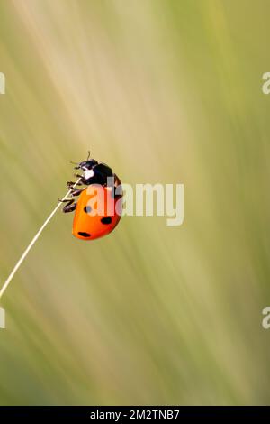 Ladybug on a stem of grass Stock Photo