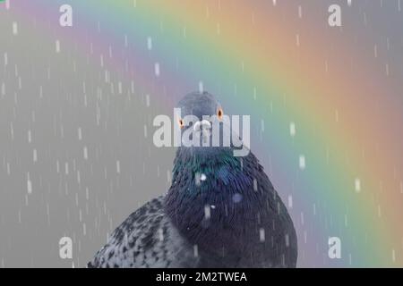 dove looking at the camera through the rain on the background of the rainbow Stock Photo