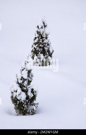 A snow-covered Christmas tree in the snow. High quality photo Stock Photo